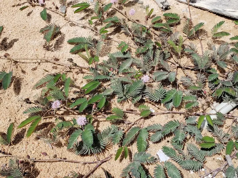 Lò Bánh Mì Phi Vân