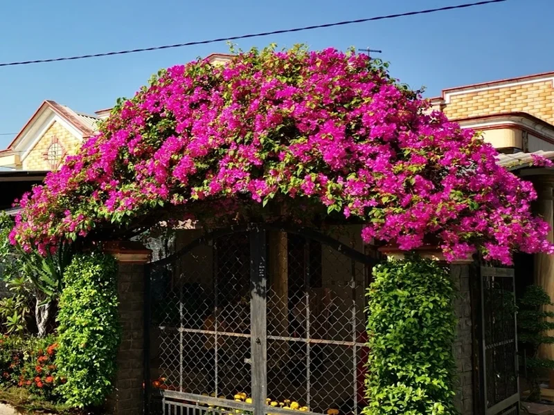 Nhà hàng hoa giấy