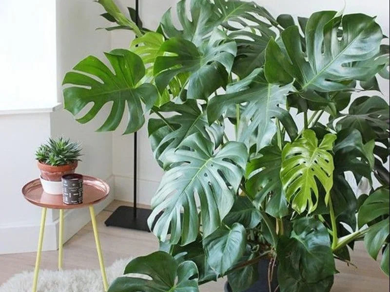 Shop kiểng lá Monstera.vn
