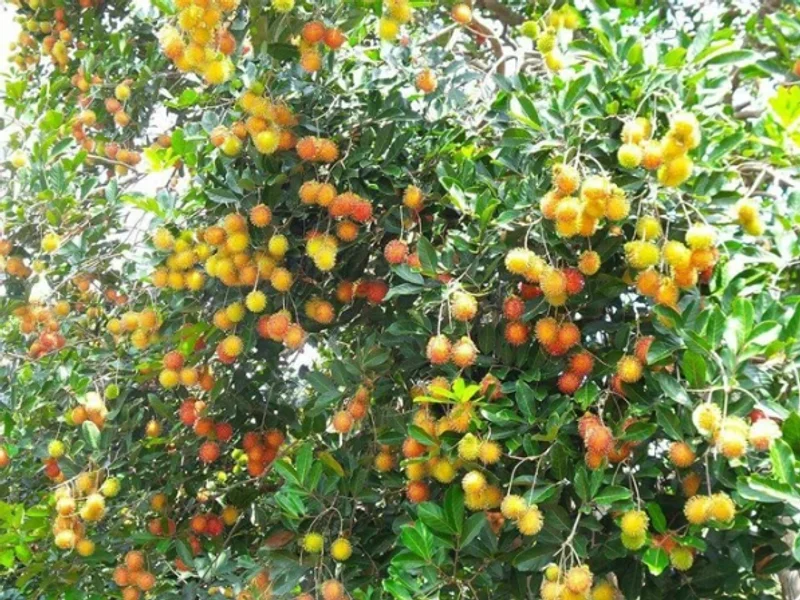 vườn trái cây Tám Đạo