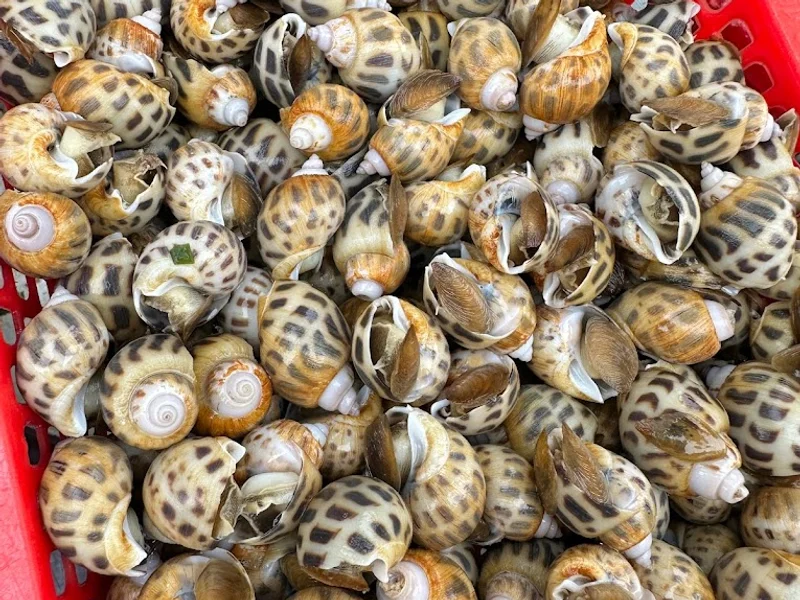 Ốc Bảo Khang