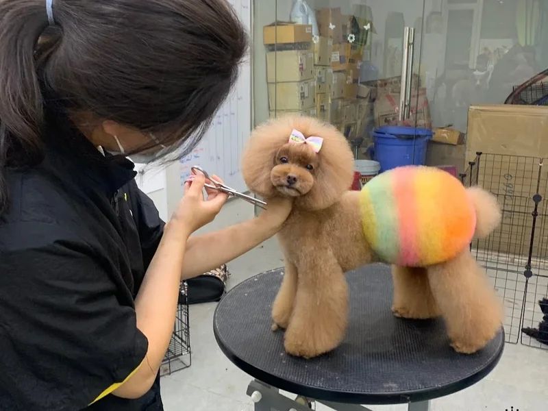 Cắt Tỉa Lông Chó Mèo - KIMI PET Grooming Salon