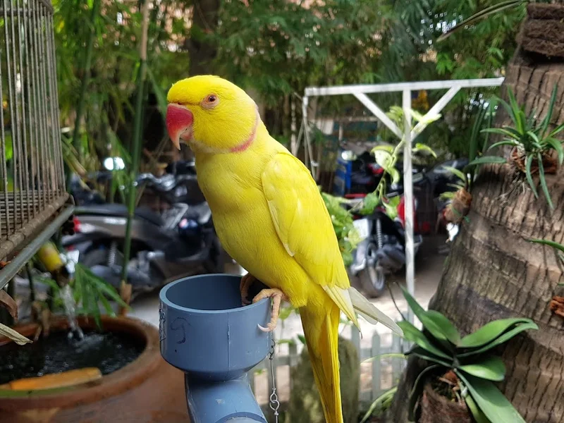 Hồ Câu Cá Trí Râu