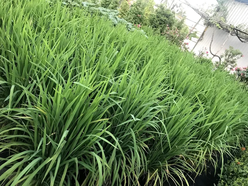 Vườn cây cảnh 5 Vân