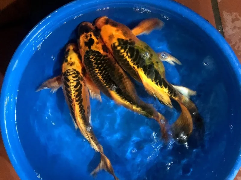 Lẩu Mèo Hưng Nhím