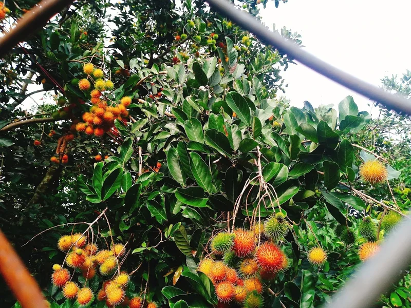 Khu Du Lịch Sinh Thái Vườn Trái Cây Trung An