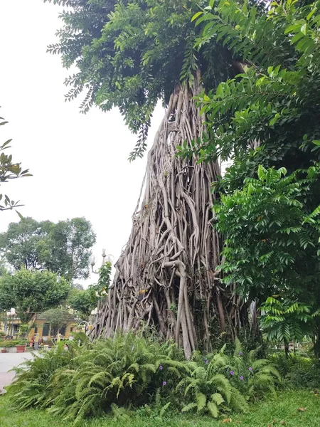 Công viên Bách Tùng Diệpalo