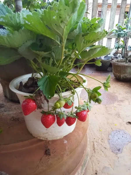 Tiệc Cưới Thùy Tín