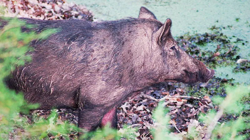 Wood-Fired Wild Boar Sausage Javelina