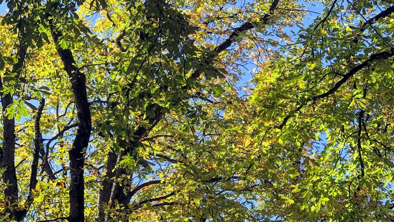 menu 2 of Prinzregent-Garten