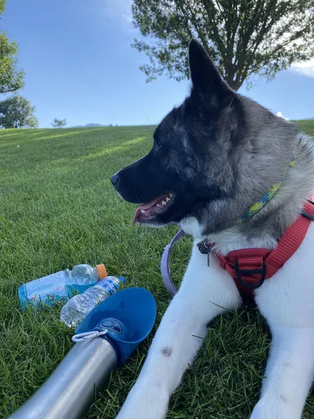 Akita Lucky Dog