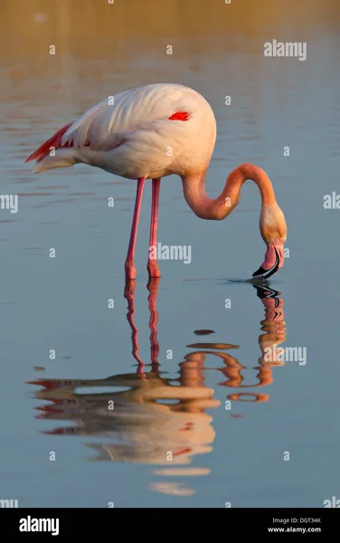 Caribbean Flamingo Black Flamingo