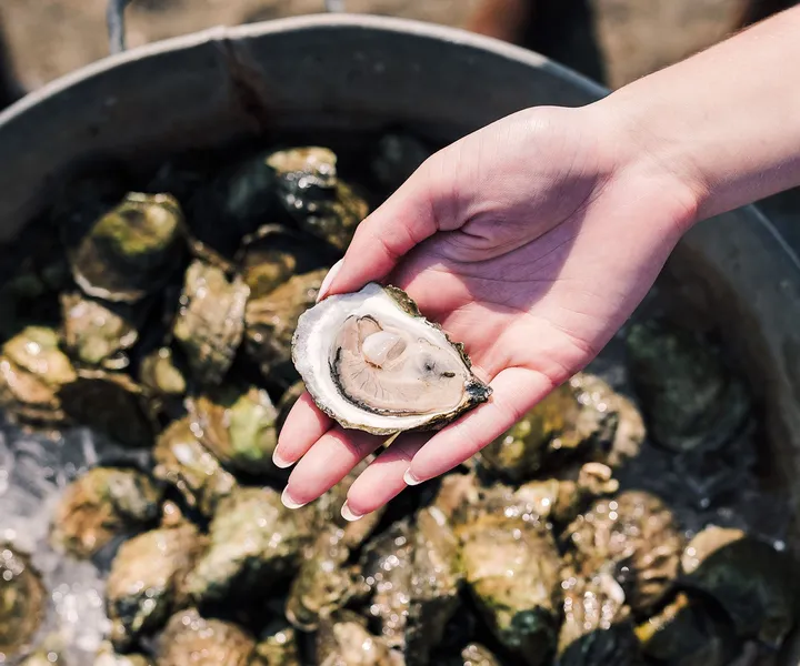 Wellfleet Oysters Putnam's Pub & Cooker